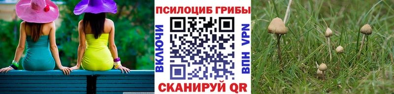 Купить где  Медвежьегорск  Галлюциногенные грибы Psilocybine cubensis 